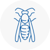 Bishopstoke Wasp Nest Removal